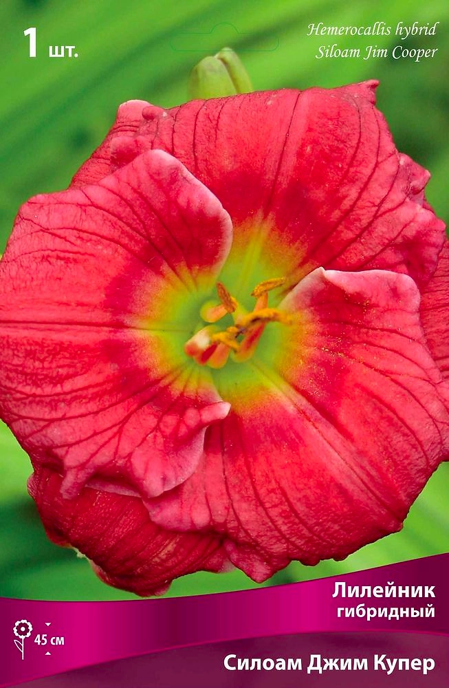 Корневища Лилейник гибридный Поиск Силоам Джим Купер 1 шт