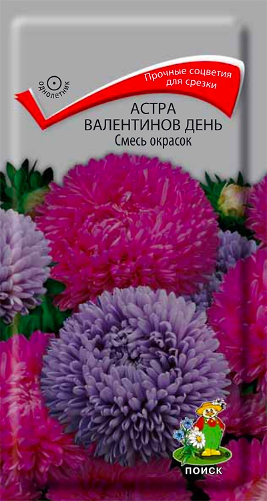 Астра Валентинов день Смесь окрасок