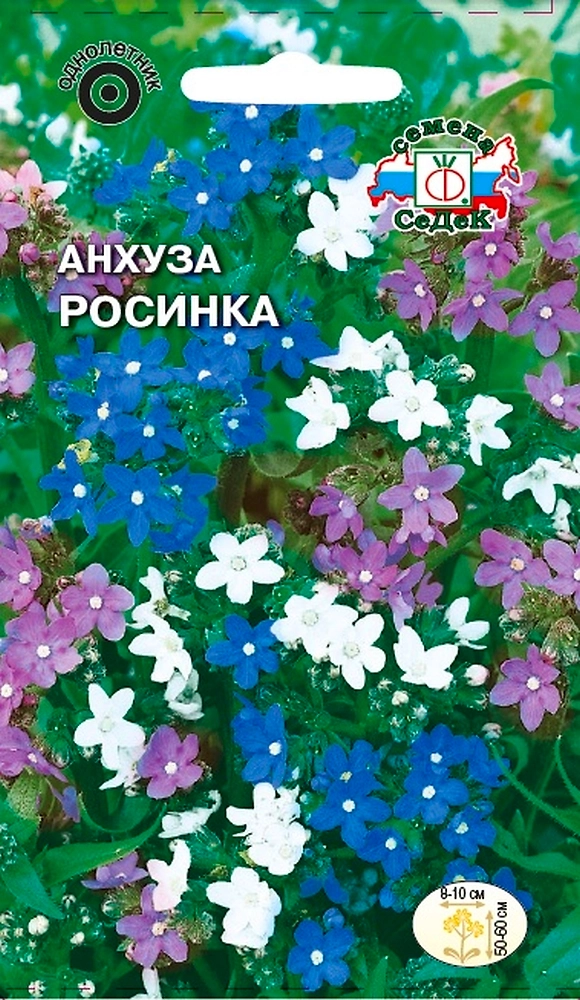 Семена Анхуза СеДеК Росинка капская