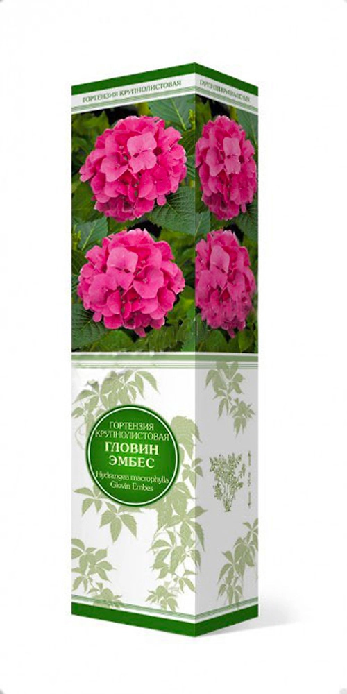 Растение Гортензия крупнолистовая Гловин Эмбес ПОИСК