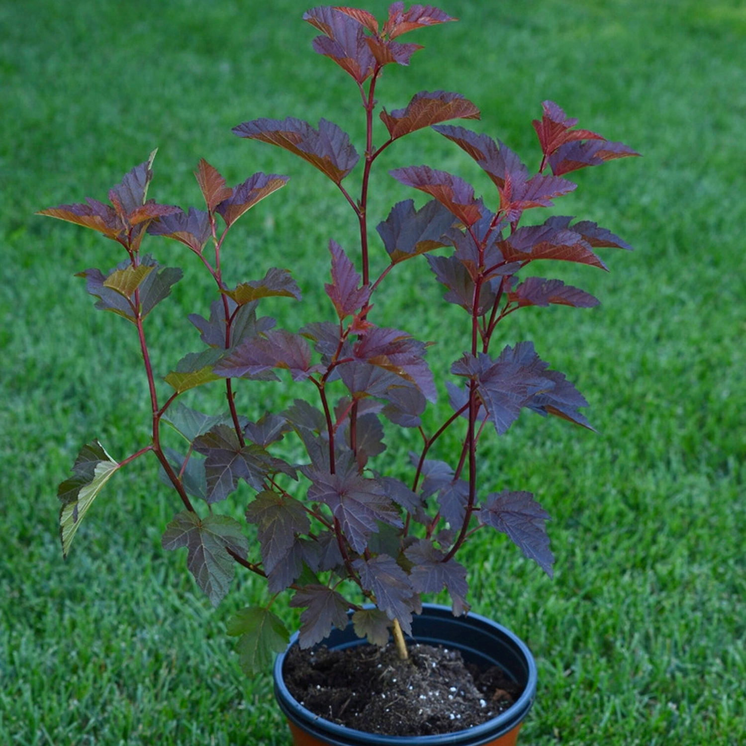 Саженец Пузыреплодника калинолистного C3 Н30 микс