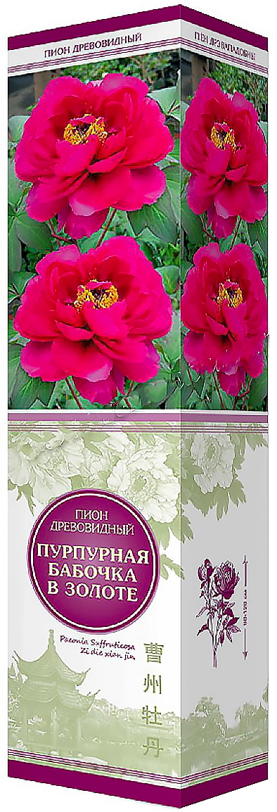 Растение Пион древовидный Пурпурная бабочка в золоте ПОИСК