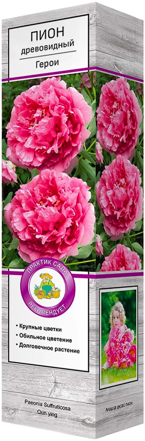 Саженец Пиона Герои С1 Н37