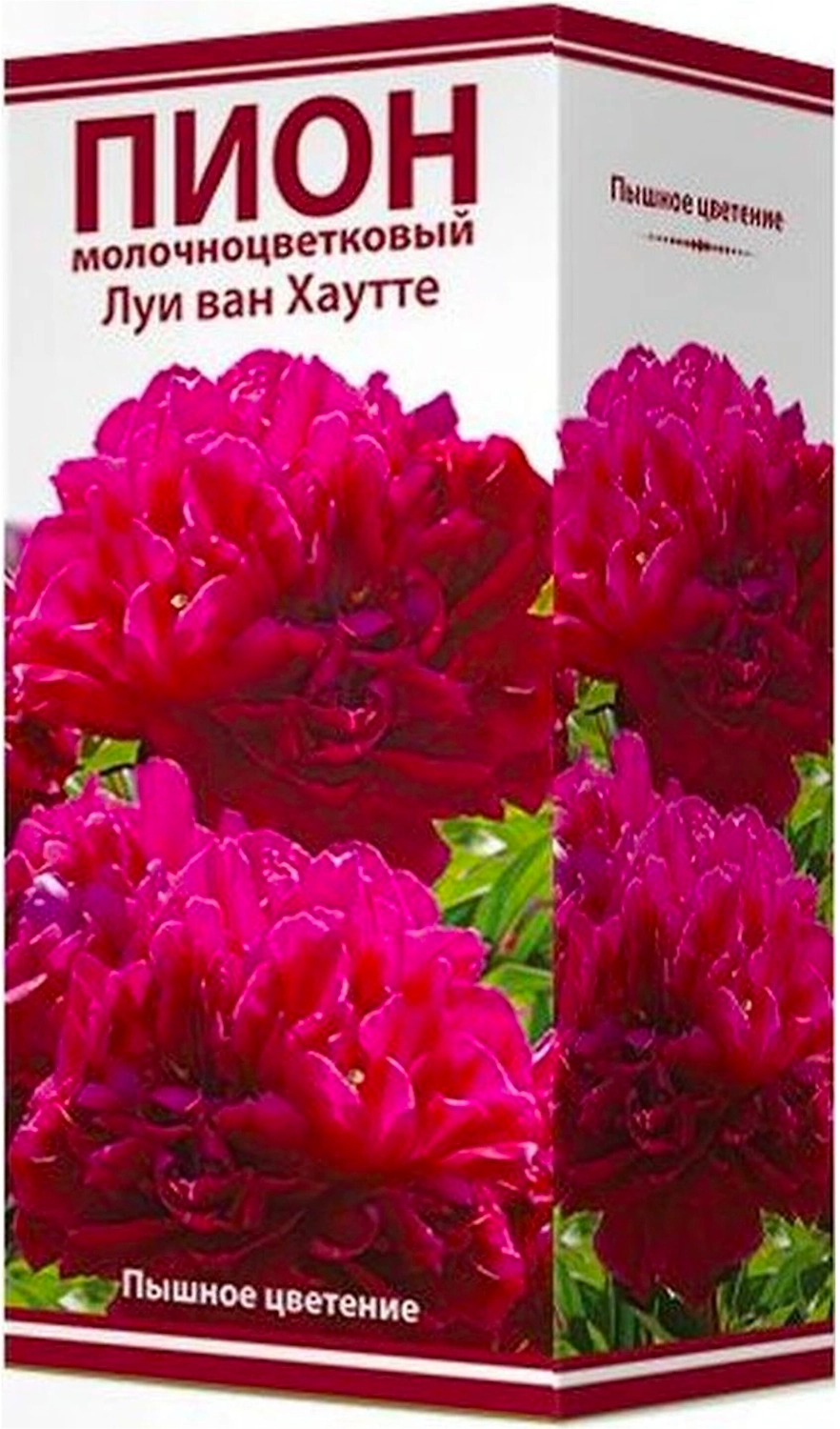 Саженец Пиона Луи ван Хаутте C3 H20