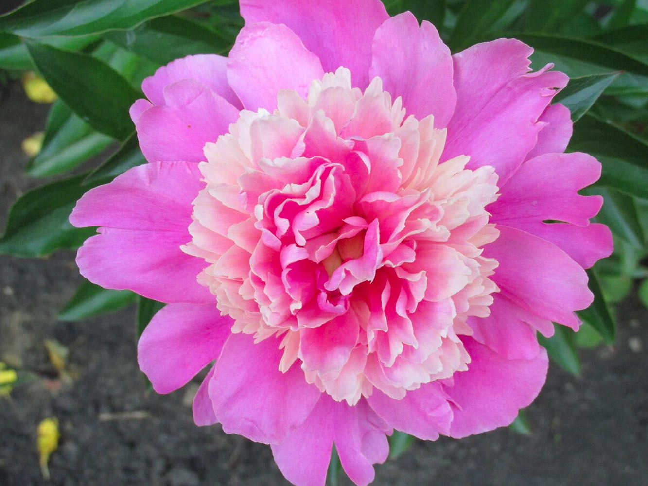 Растение Пион травянистый Сердце Короля 7 ЦВЕТОВ 1 шт