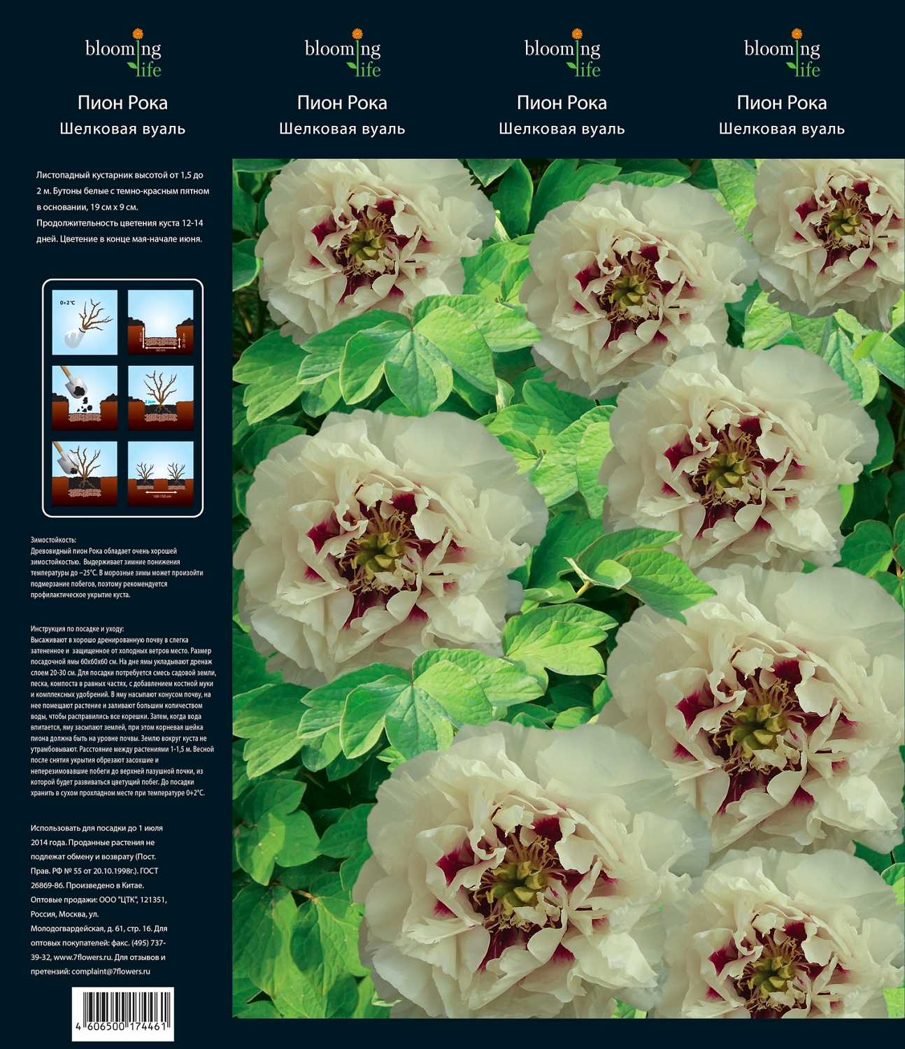 Растение Пионы Рока 7 ЦВЕТОВ Шелковая вуаль в коробке