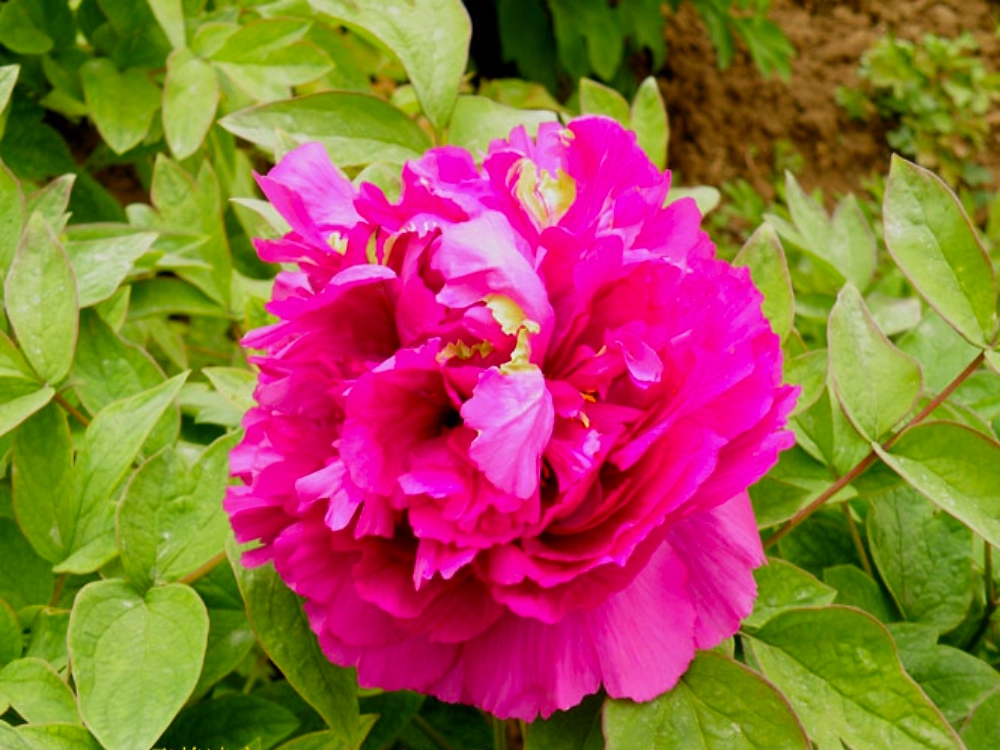 Растение Пионы древовидные 7 ЦВЕТОВ Полет ласточки