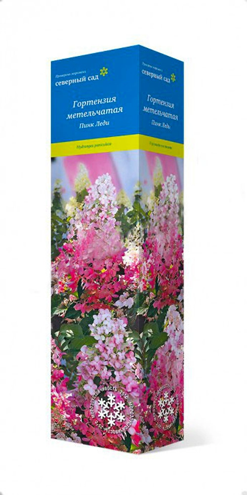 Саженец Гортензия метельчатая Пинк Леди ПОИСК
