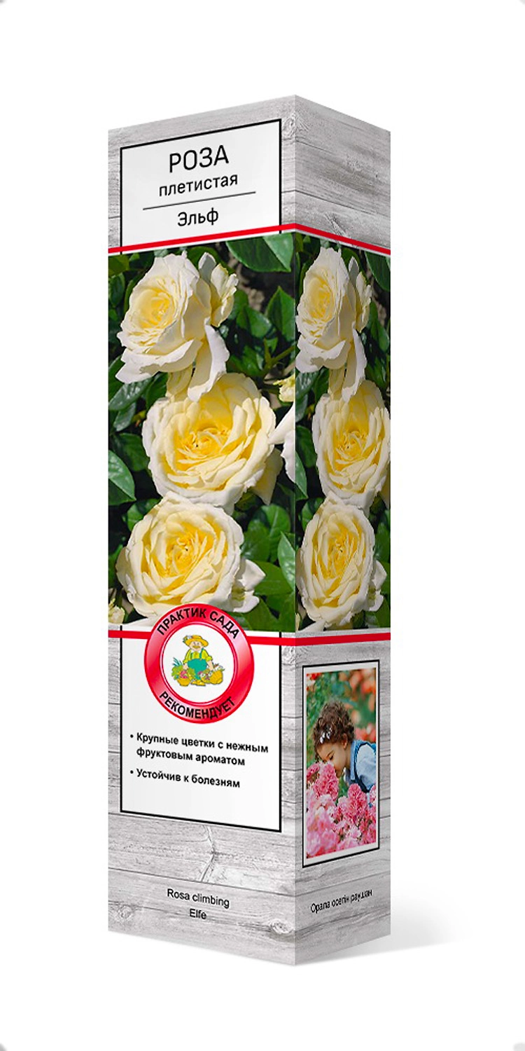 Растение Роза плетистая Эльф ПОИСК С1 Н37