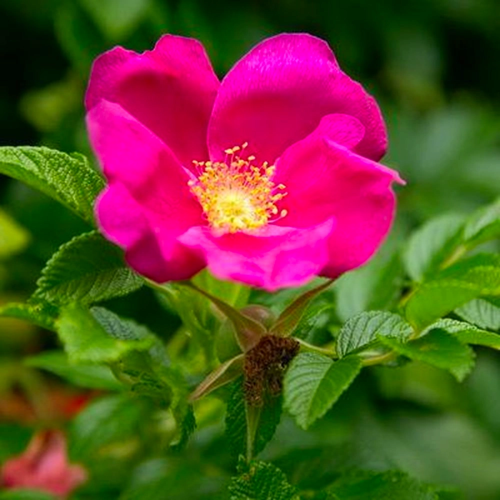 Саженец Розы морщинистой микс 