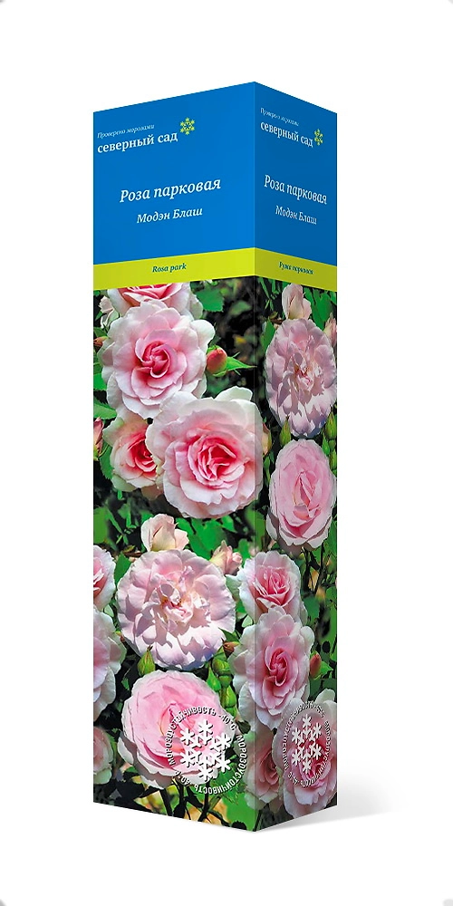 Растение Роза парковая Модэн Блаш С1 Н37