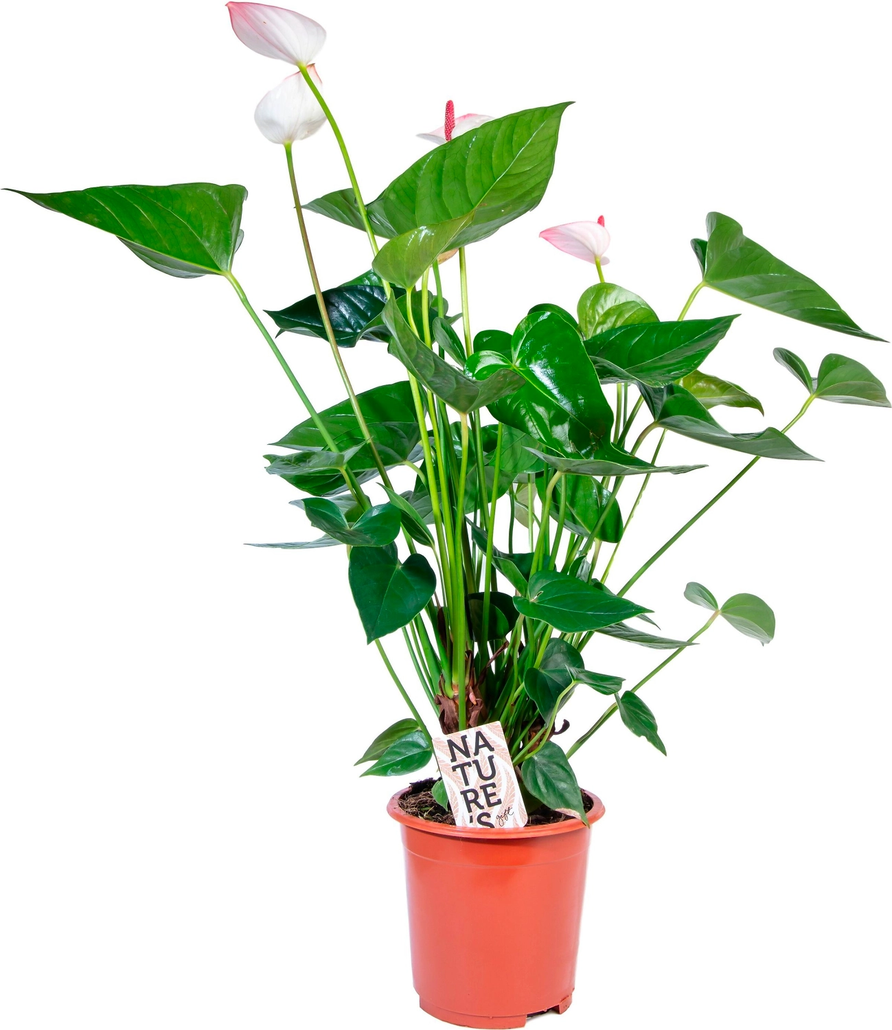 Растение  Антуриум Андреанум микс D17 H70