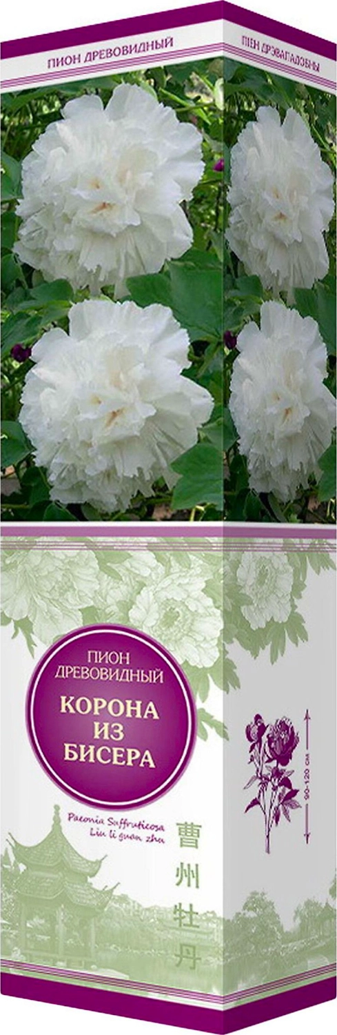 Саженец Пион Корона из бисера С1 Н37