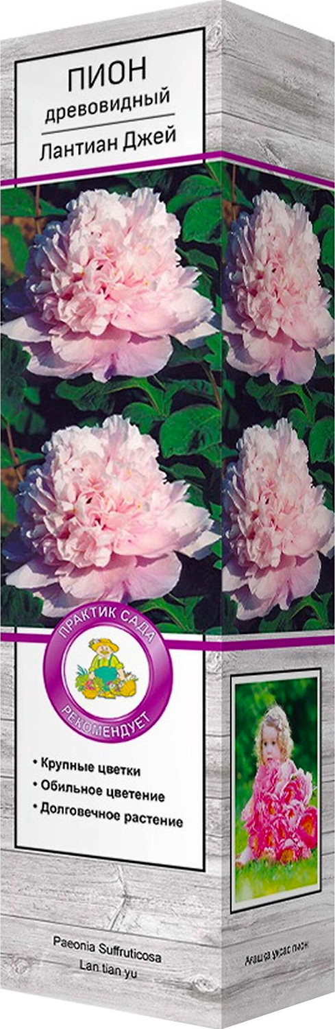 Саженец Пион Лантиан Джей С1 Н37