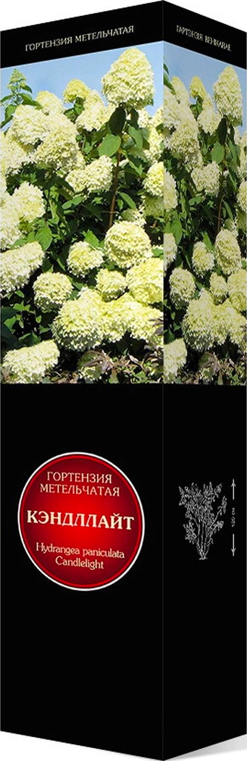 Саженец Гортензия метельчатая Мэджикал Кэндл С1 Н37