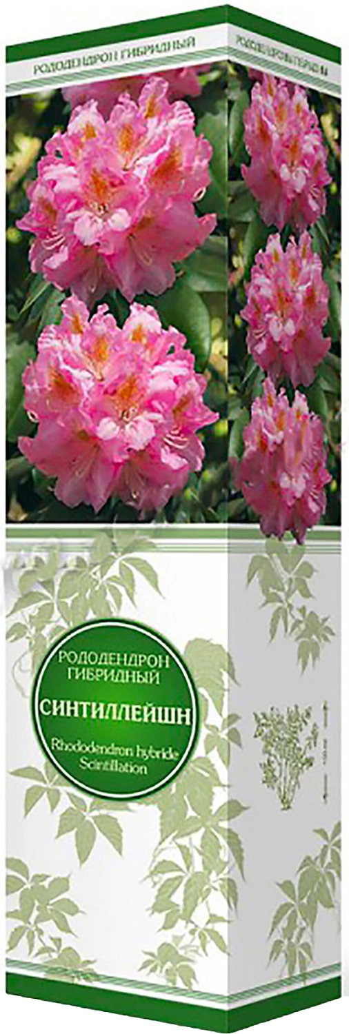 Саженец Рододендрон Синтиллейшн С1 Н37