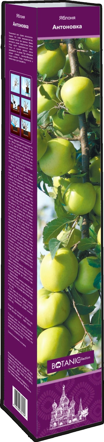 Саженец Яблоня Колонновидная C5 H120 в ассортименте