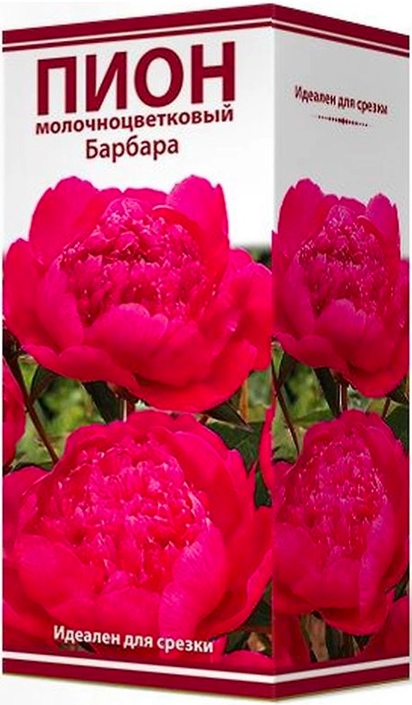 Саженец Пион молочноцветковый Барбара C3 H20