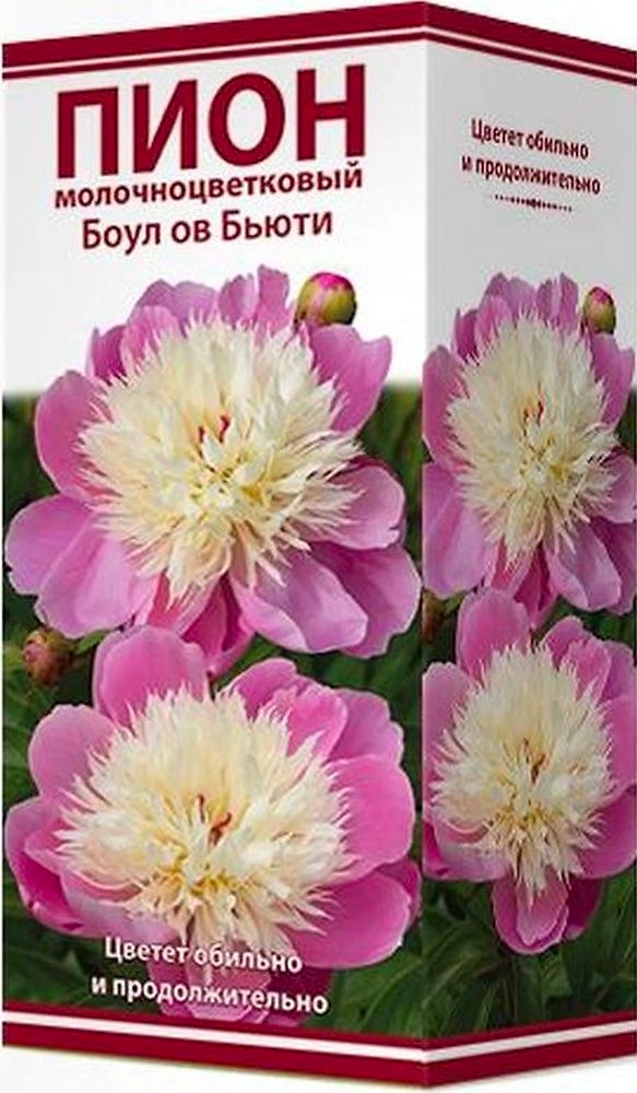 Саженец Пион молочноцветковый Боул ов Бьюти C3 H20