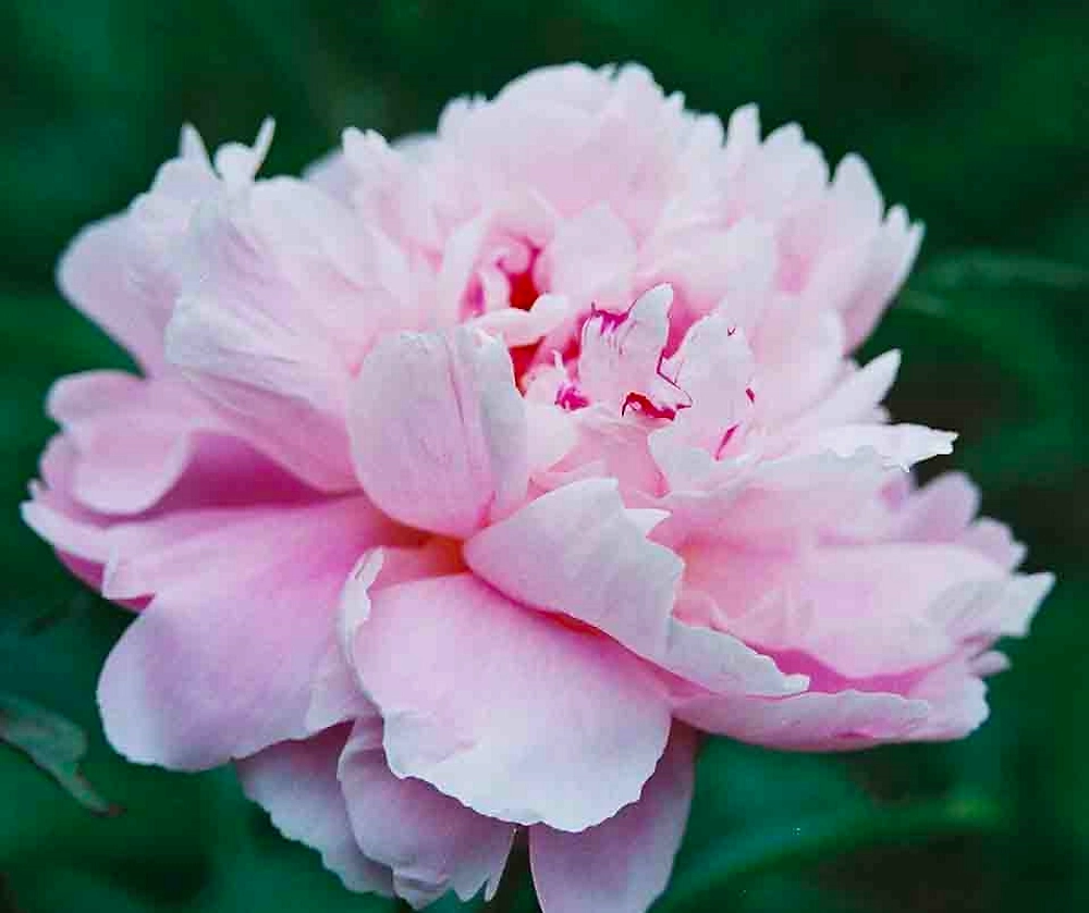 Растение Пион травянистый 7 ЦВЕТОВ Blooming Life Весенний Снег (в тубе)