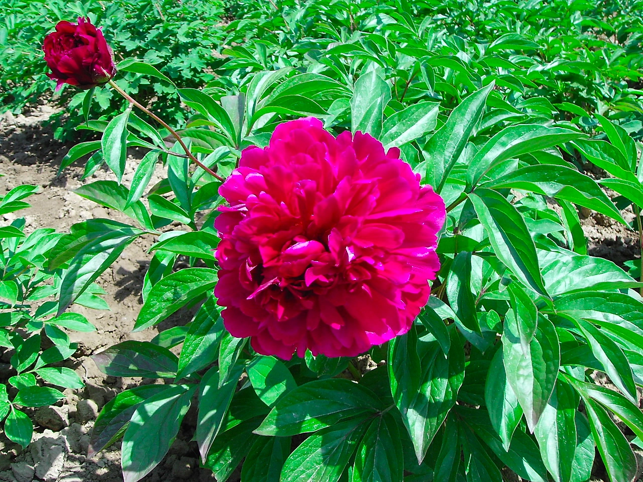 Растение Пион травянистый 7 ЦВЕТОВ Blooming Life Бархат Ночи (в тубе)