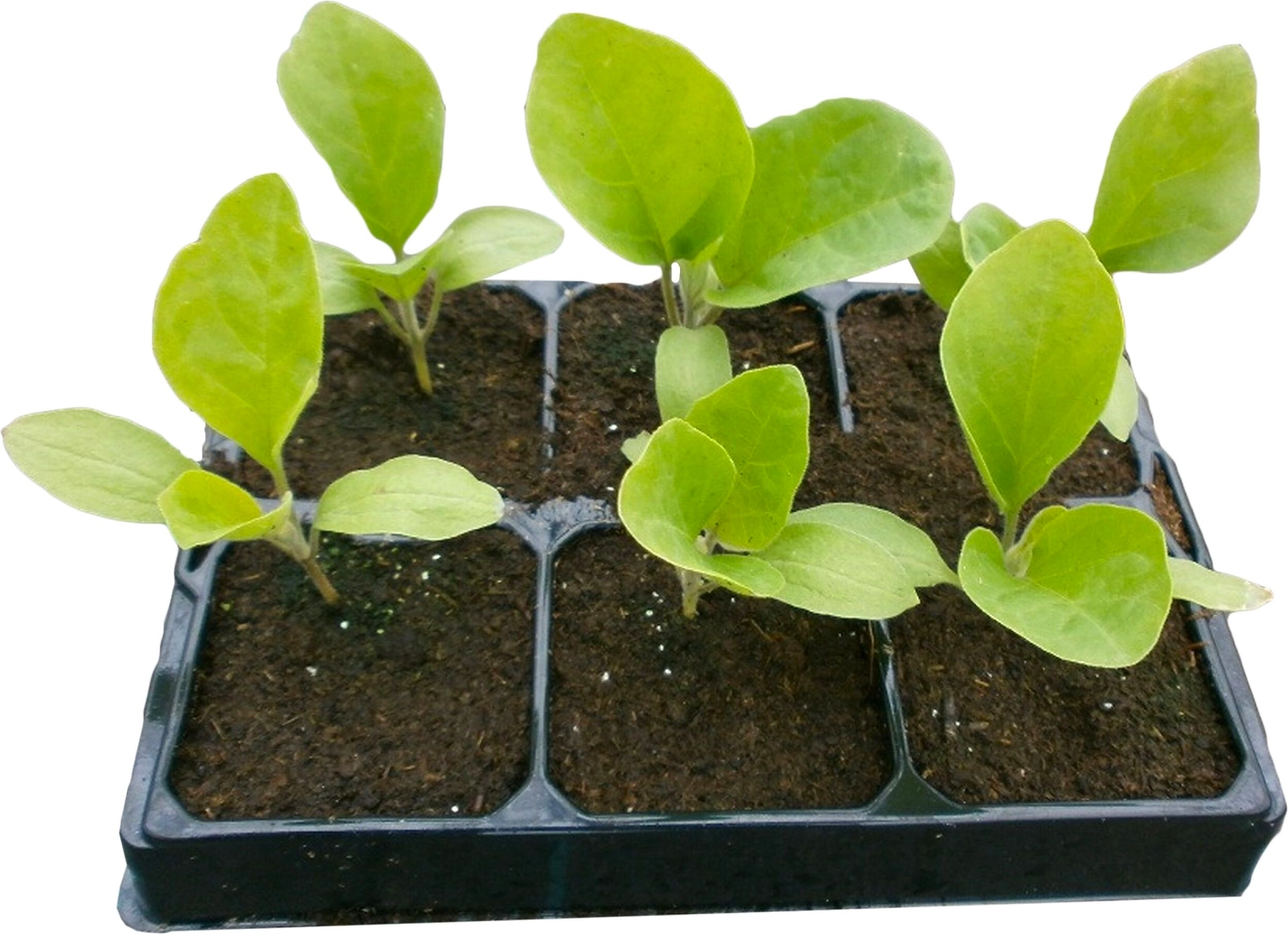 Рассада Баклажан в кассете 6 шт