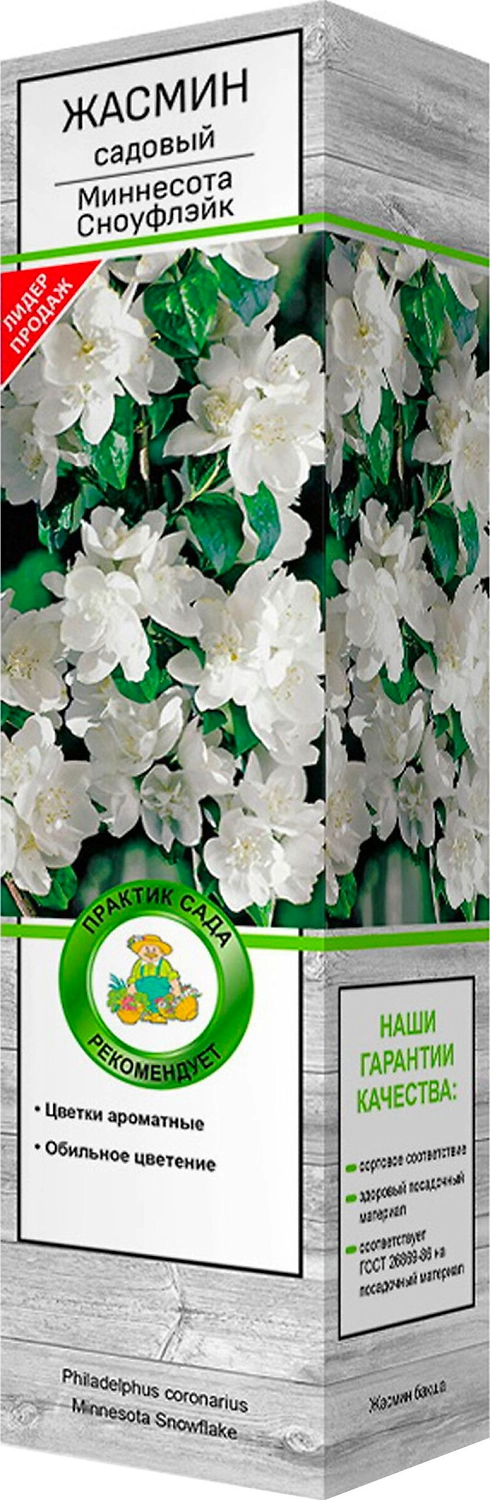 Саженец Жасмин Миннесота Сноуфлэйк С1 Н37