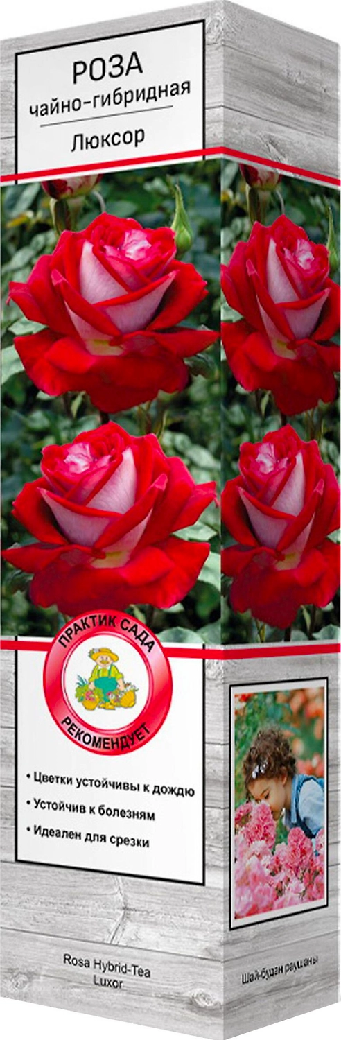 Саженец Роза Люксор С1 Н37