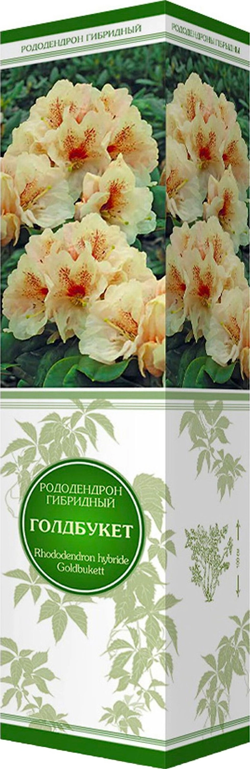 Саженец Рододендрон Голдбукет С1 Н37