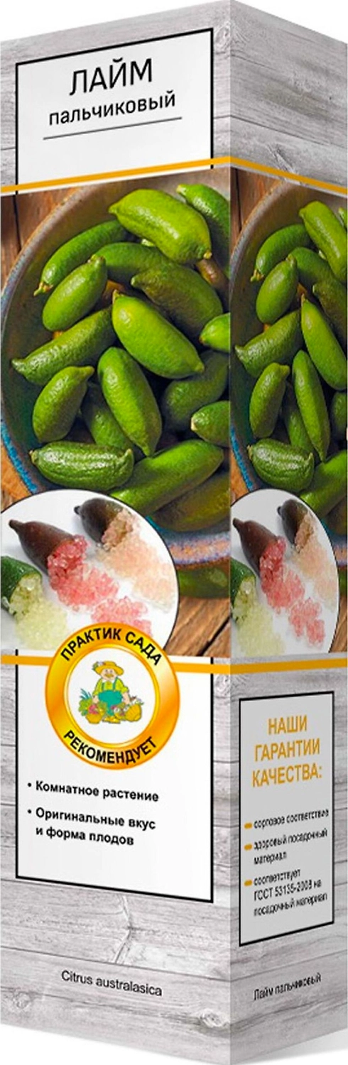 Растение Цитрус Лайм Пальчиковый ПОИСК С1 Н37