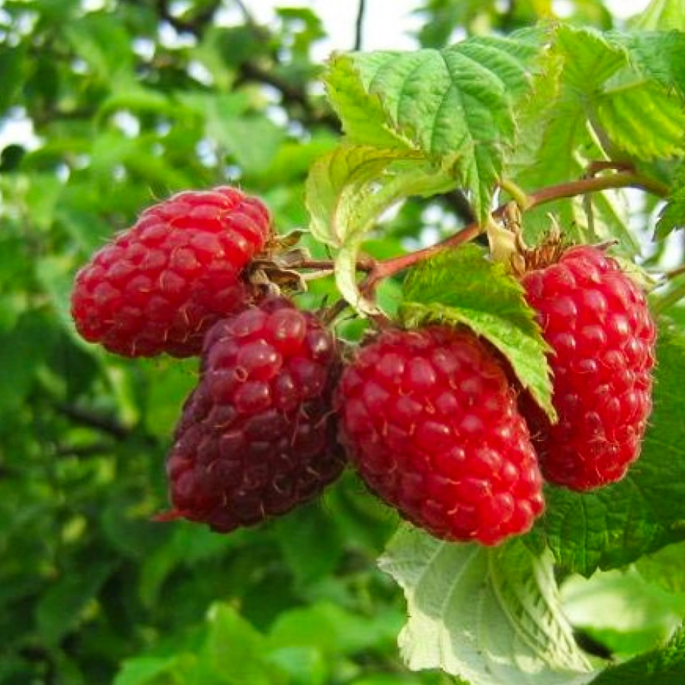 Саженец Малина Гусар С1 Н37 1 шт