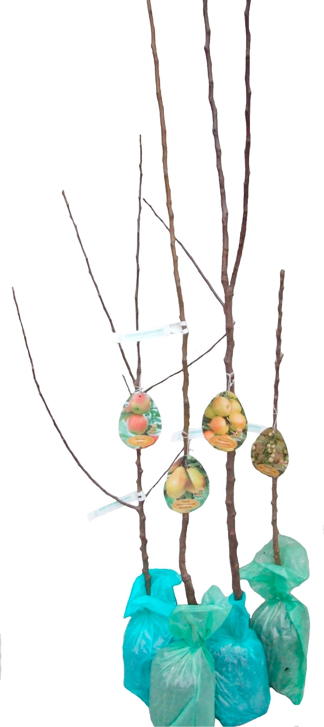 Растение Черешня ПОИСК C5 H120 в ассортименте