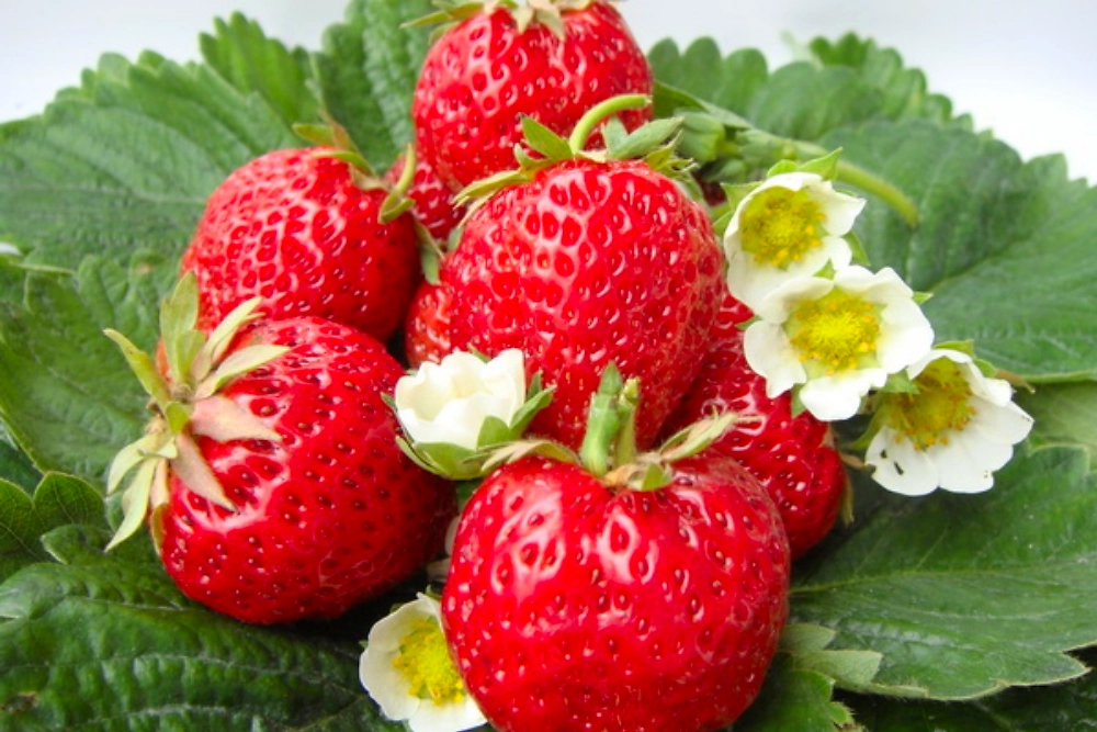 Рассада Земляника ремонтантная 5 шт в ассортименте 