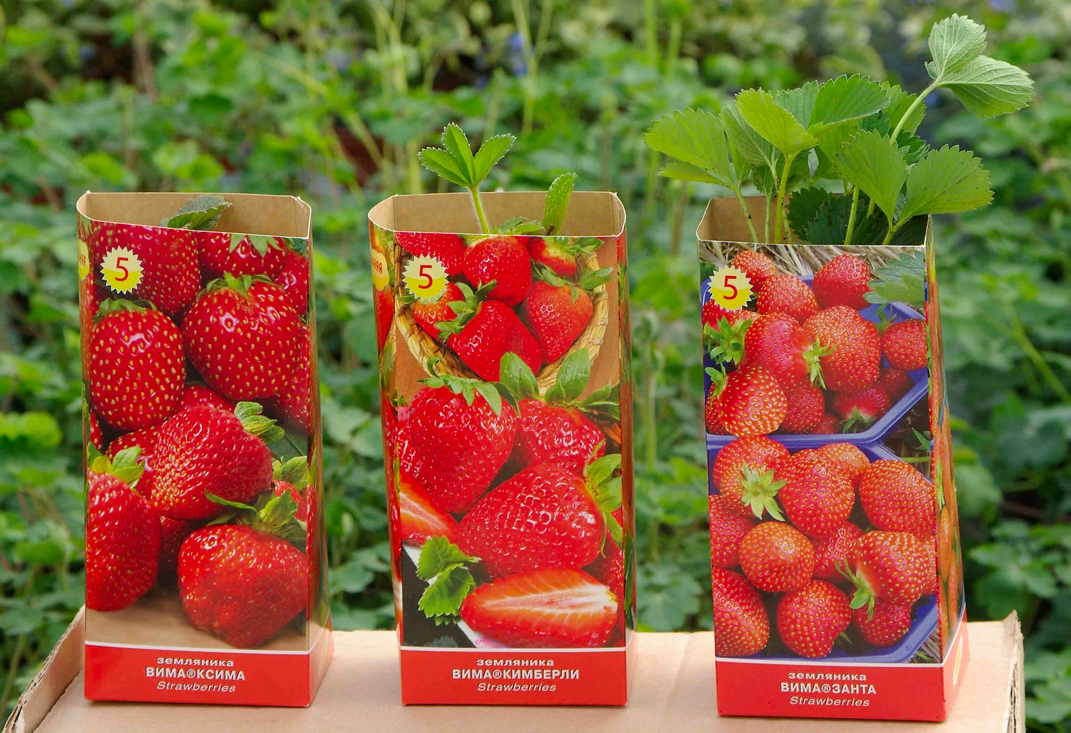 Рассада Земляника позднего срока в ассортименте