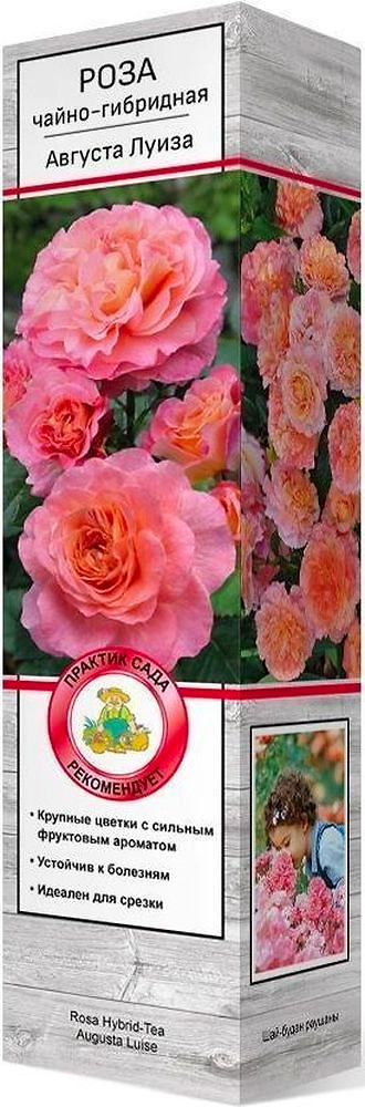 Растение роза чайно-гибридная августа луиза C1 H37