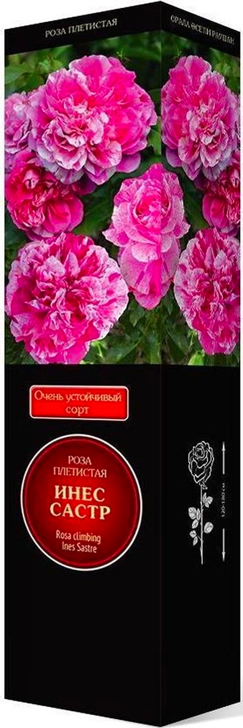 Саженец Роза Инес Састр C1 H37