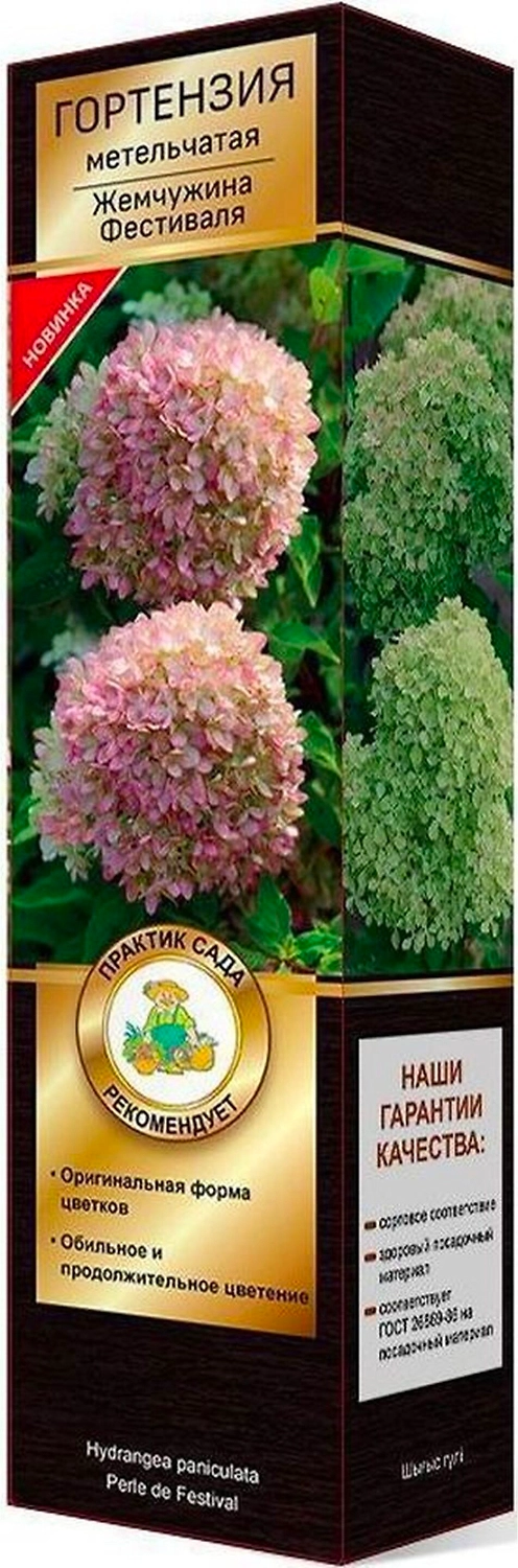 Саженец Гортензия Жемчужина Фестиваля C1 H37