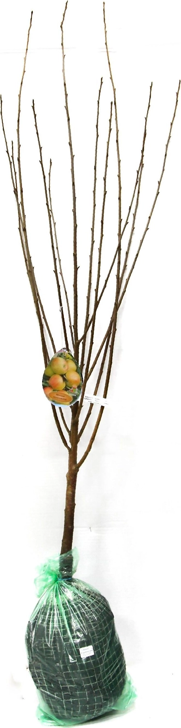 Растение Яблоня ПОИСК С7 H200 в ассортименте