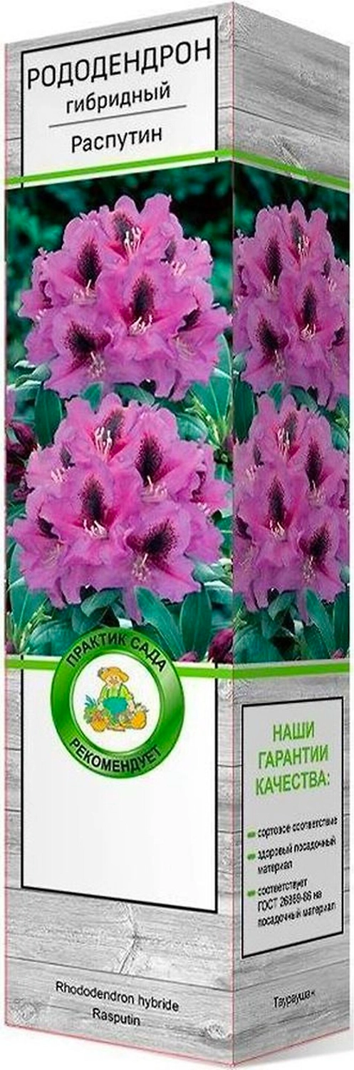 Саженец Рододендрон Распутин C1 H37