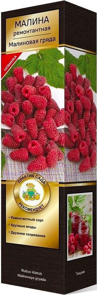 Саженец Малина Малиновая Гряда C1 H37