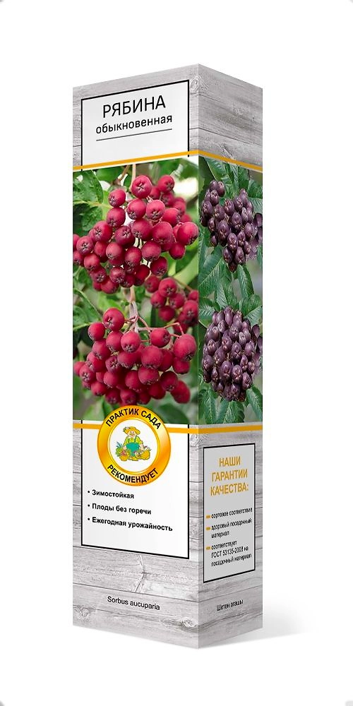 Растение рябина однолетняя микс C1 H60