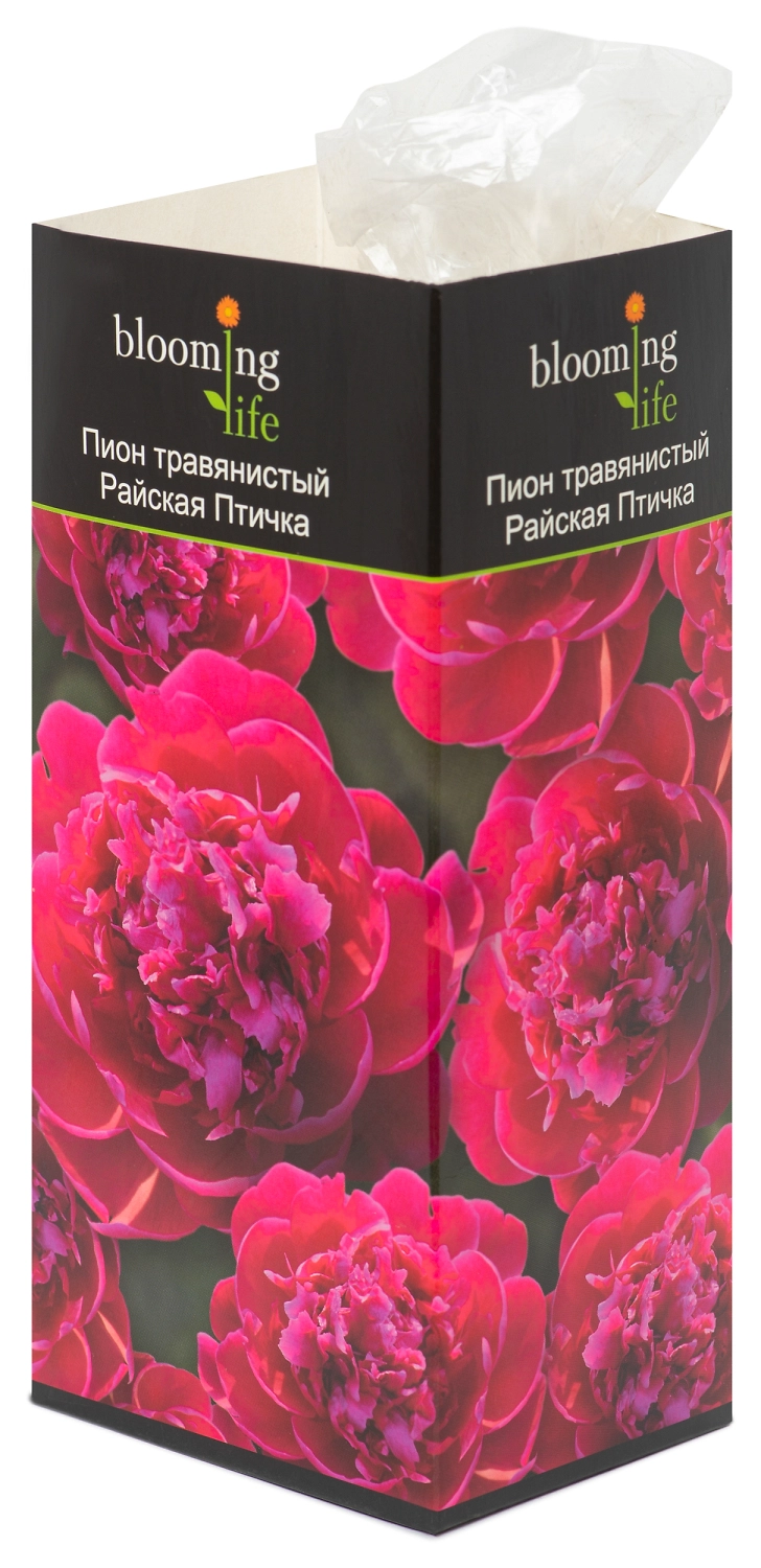 Саженец пиона Райская Птичка 