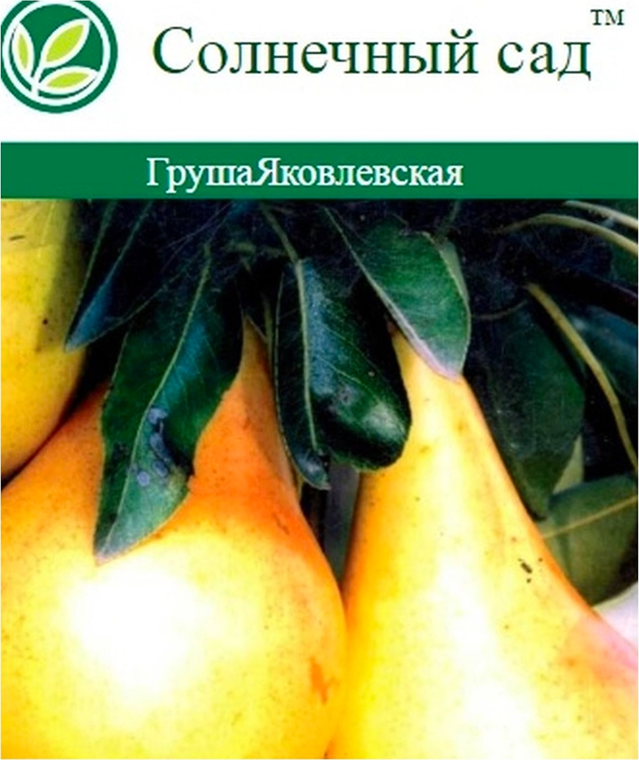 Саженец Груша Яковлевская С7 Н160