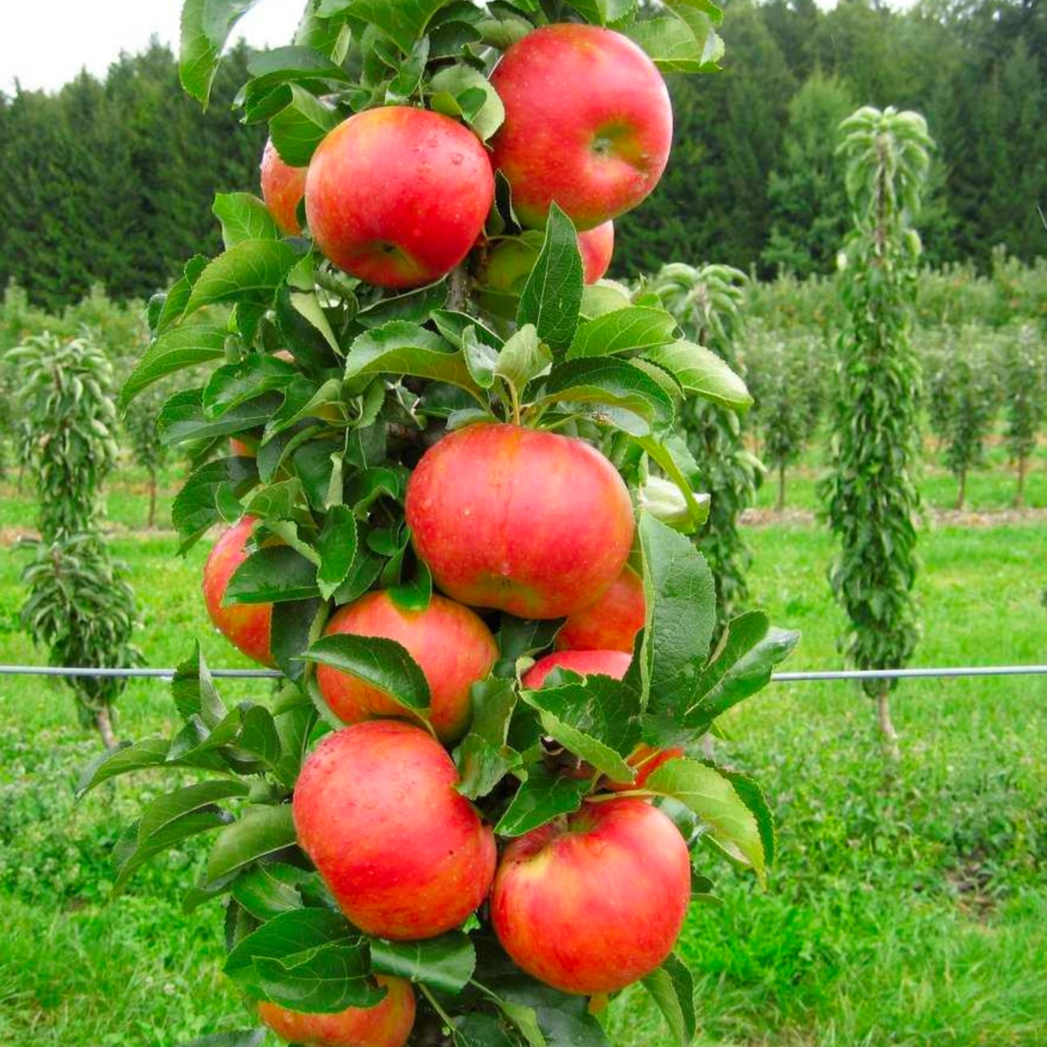 Саженец Яблоня колоновидная С7 Н160 в ассортименте