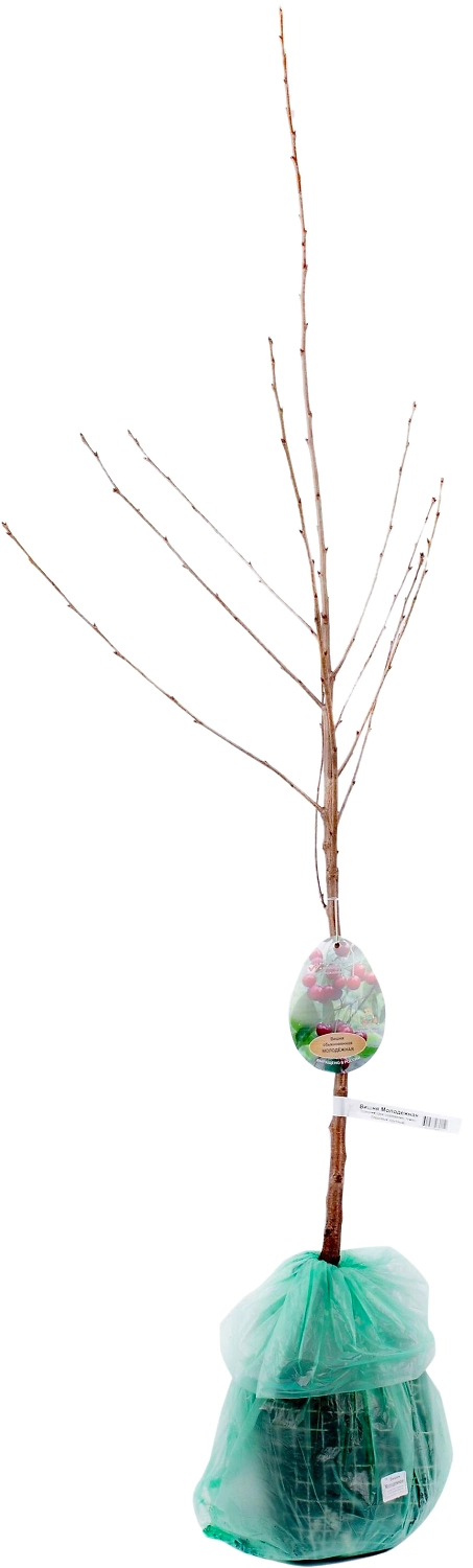 Саженец Вишня С5 Н150 в ассортименте