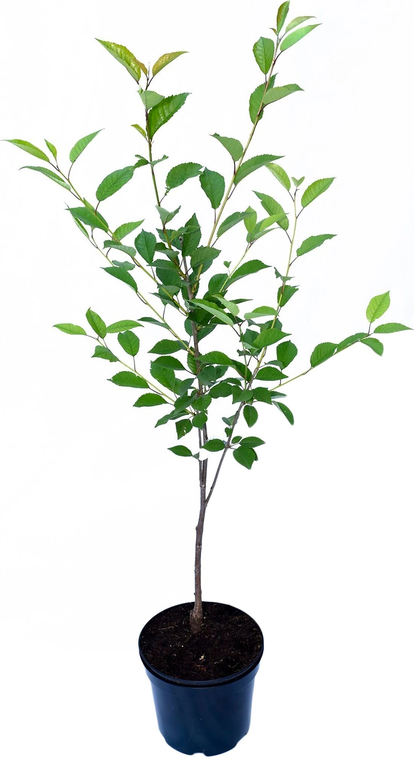 Растение Вишня ПОИСК С7,5 H140 в ассортименте