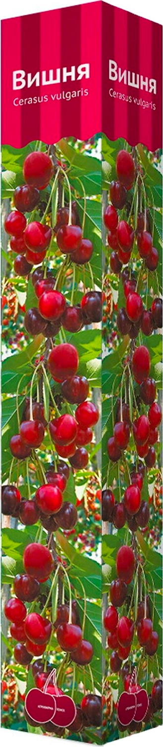 Растение Вишня ПОИСК С1 Н60 в ассортименте