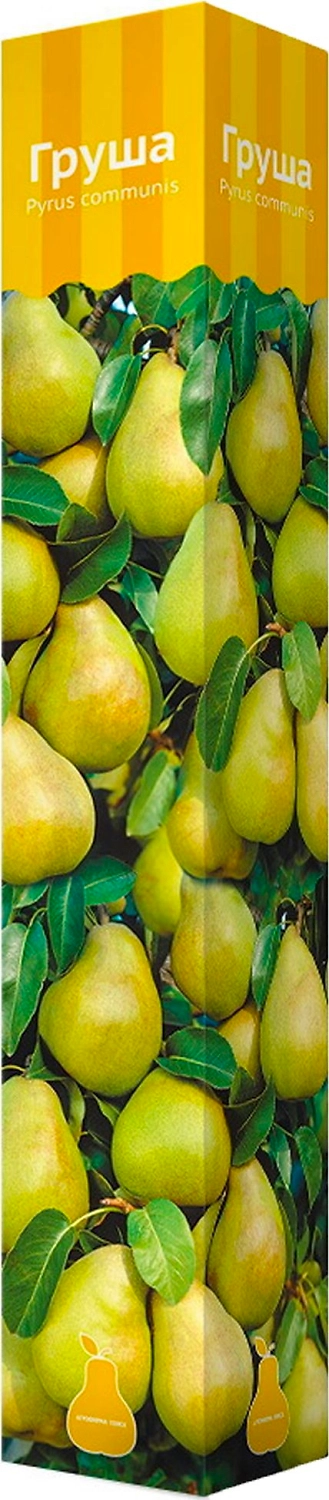 Растение Груша Поиск Н25 в ассортименте