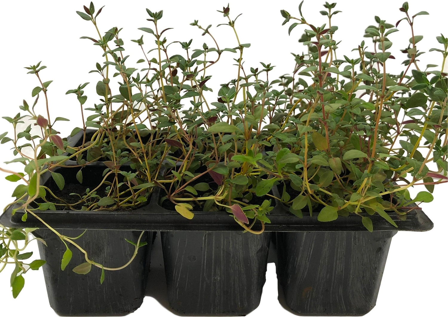 Рассада Тимьян в кассете 6 шт