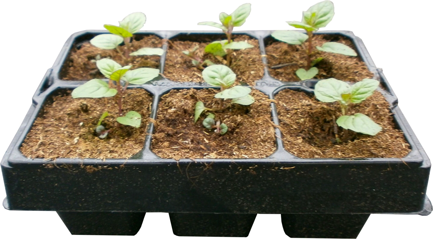 Рассада Мята в кассете 6 шт